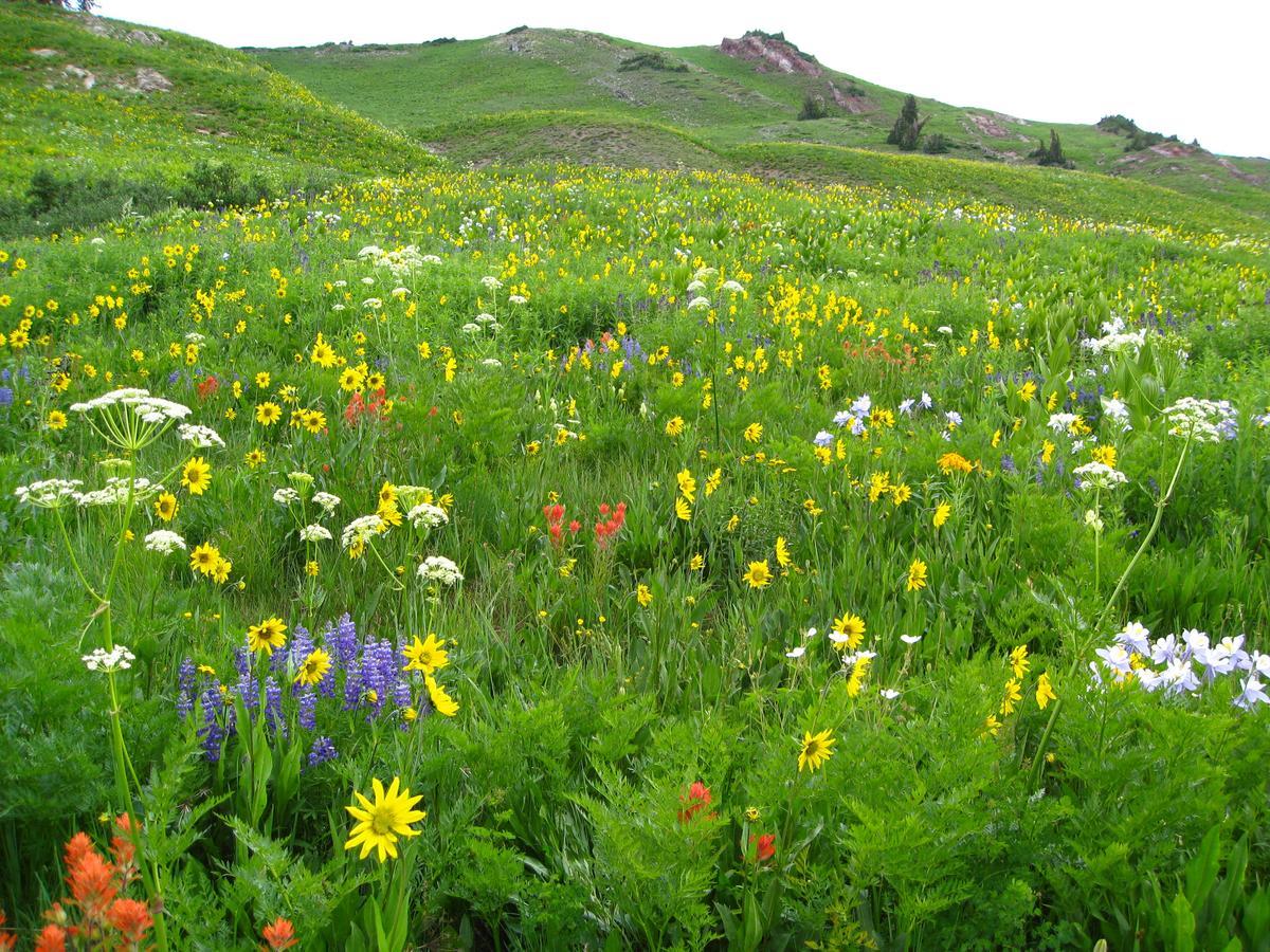 Purple Mountain Bed & Breakfast & Spa Crested Butte Esterno foto